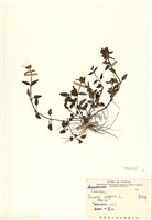 藏品(夏枯草)的圖片